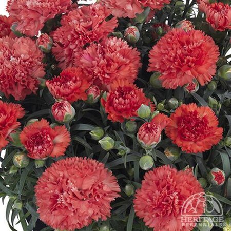 DIANTHUS ODESSA ORANGE BLING 1G