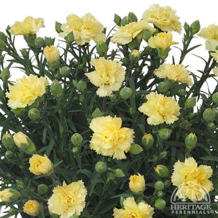 DIANTHUS ODESSA YELLOW BLING 1G