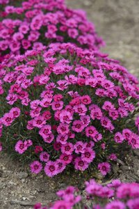 DIANTHUS PAINT THE TOWN FANCY 1G