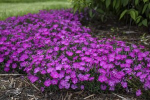 DIANTHUS PAINT THE TOWN FUCHSIA 1G