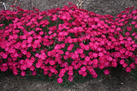 DIANTHUS PAINT THE TOWN RED 1G