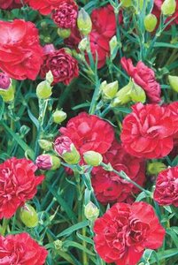 DIANTHUS PASSION 4IN