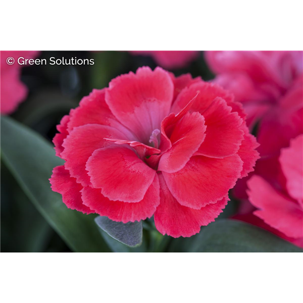 DIANTHUS PEMAN FANCY CERISE 1G