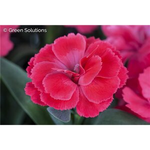 DIANTHUS PEMAN FANCY CERISE 1G