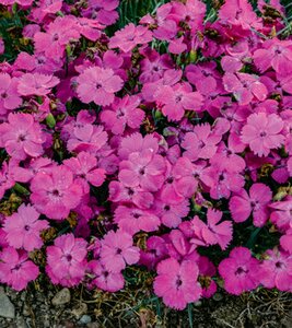 DIANTHUS PINKY PROMISE 1G