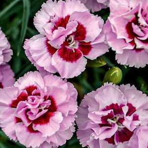 DIANTHUS PRETTY POPPERS KISS AND TELL 1G