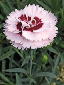 DIANTHUS RASPBERRY SURPRISE 1G