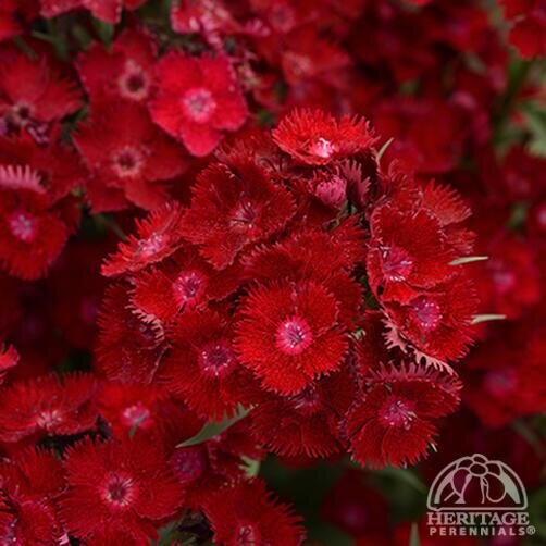 DIANTHUS ROCKIN RED 1G