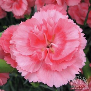 DIANTHUS ROMANCE 4INCH