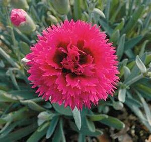 DIANTHUS STARLETTE 4IN