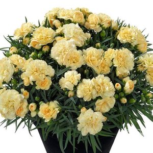 DIANTHUS SUNFLOR LUIGI 4IN