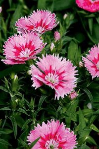 DIANTHUS SUPERSTAR 1G