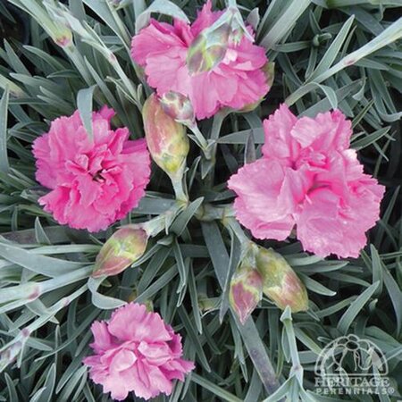 DIANTHUS TICKLED PINK 1G