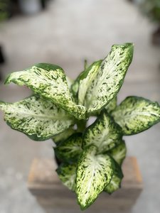 Dieffenbachia Aimee 6"