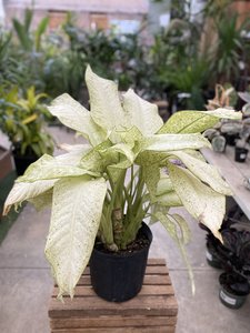 Dieffenbachia Camouflage 10"