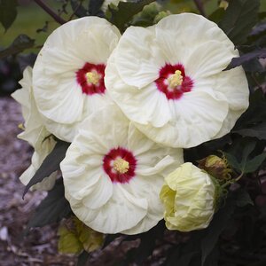 DINNERPLATE HIBISCUS FRENCH VANILLA 2G