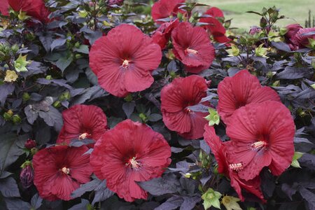 DINNERPLATE HIBISCUS HOLY GRAIL 2G