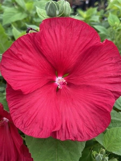 DINNERPLATE HIBISCUS HONEYMOON RED 2G