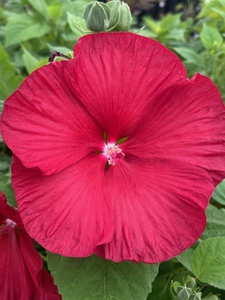 DINNERPLATE HIBISCUS HONEYMOON RED 2G