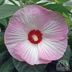 DINNERPLATE HIBISCUS LUNA PINK SWIRL 2G