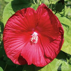 DINNERPLATE HIBISCUS LUNA RED/ROSE 2G