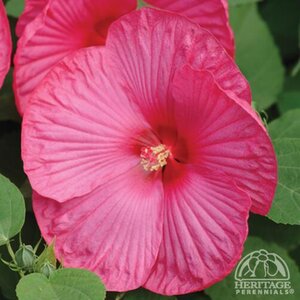 DINNERPLATE HIBISCUS LUNA ROSE 2G