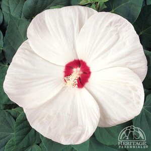 DINNERPLATE HIBISCUS LUNA WHITE 2G