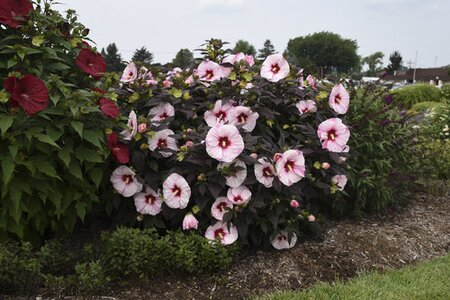 DINNERPLATE HIBISCUS PERFECT STORM 2G