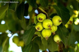 DOLGO CRABAPPLE 150CM