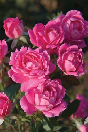 DOUBLE KNOCK OUT ROSE SHRUB