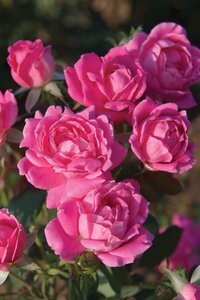 DOUBLE KNOCK OUT ROSE SHRUB