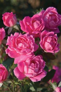 DOUBLE KNOCK OUT ROSE SHRUB