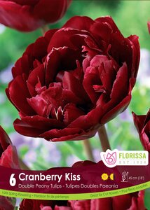 DOUBLE PEONY TULIP UNCLE TOM PKG 6