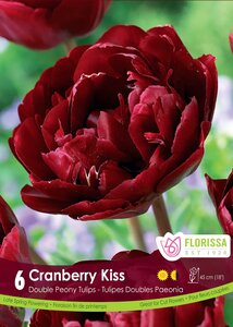 DOUBLE PEONY TULIP UNCLE TOM PKG 6