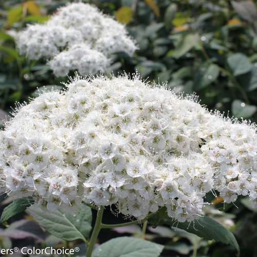 DOUBLE PLAY BLUE KAZOO SPIREA 30CM