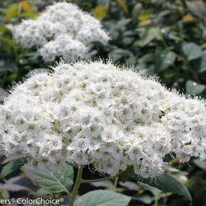 DOUBLE PLAY BLUE KAZOO SPIREA 30CM