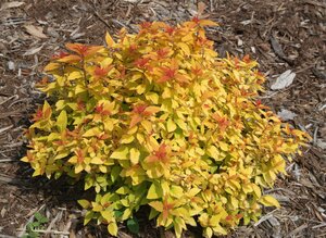 DOUBLE PLAY CANDY CORN SPIREA 30CM