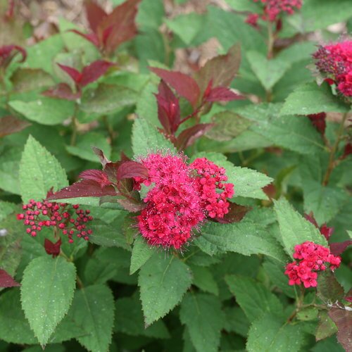 DOUBLE PLAY DOOZIE SPIREA 30CM