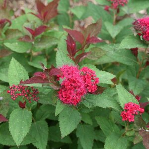 DOUBLE PLAY DOOZIE SPIREA 30CM