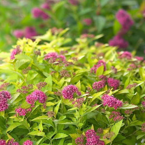 DOUBLE PLAY GOLD  SPIREA 25CM