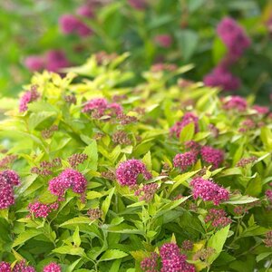 DOUBLE PLAY GOLD  SPIREA 25CM