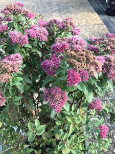 DOUBLE PLAY RED SPIREA 30CM