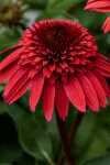 DOUBLE SCOOP STRAWBERRY DELUXE ECHINACEA (CONEFLOWER) 1G