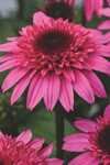 DOUBLE SCOOP WATERMELON DELUXE ECHINACEA (CONEFLOWER) 1G