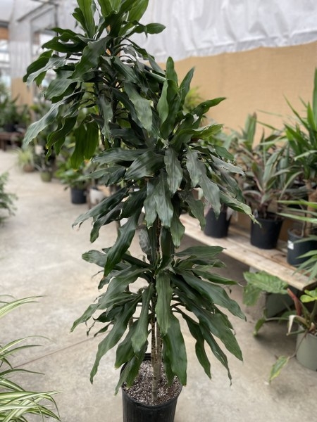 Dracaena Jade Jewel Stag 10" - Oxford Insta-Shade