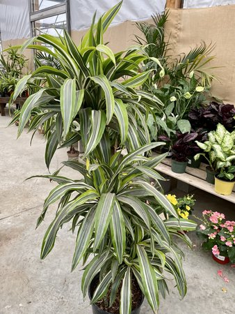 Dracaena Lemon Lime 3-2-1 10"