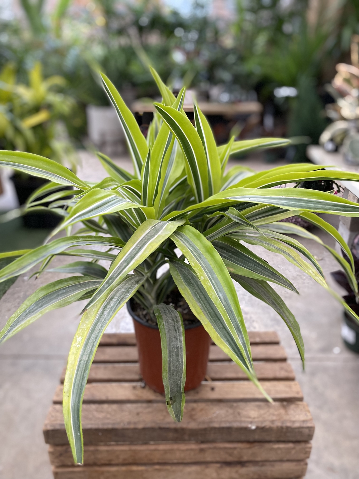 Dracaena WArneckii Lemon Lime 6