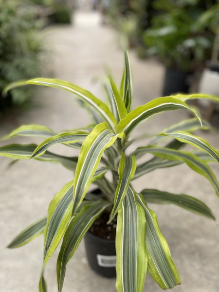 Dracaena Warneckii Lemon Lime 6"