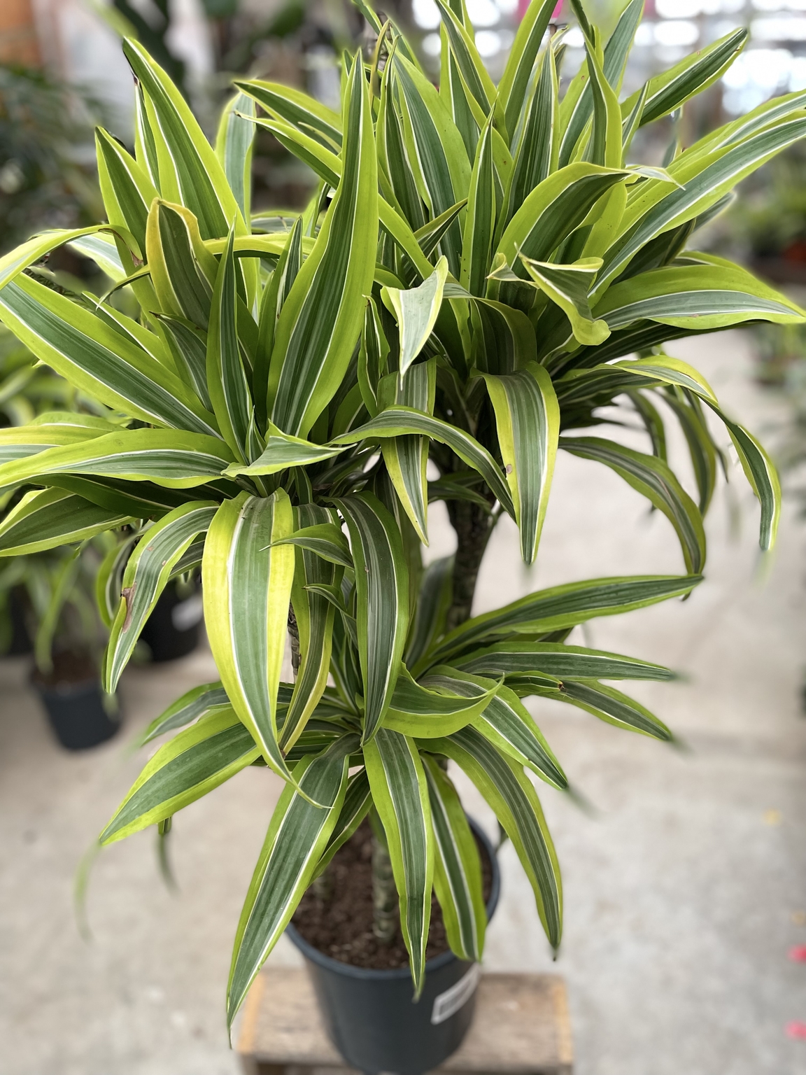 Dracaena Warneckii Lemon Lime Std - Oxford Insta-Shade