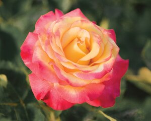 DREAM COME TRUE ROSE GRAND 2G YEL/RED 3 MONTH WARRANTY